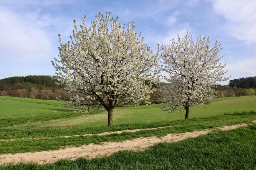 lente lente